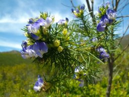 Psoralea pinnata flowers